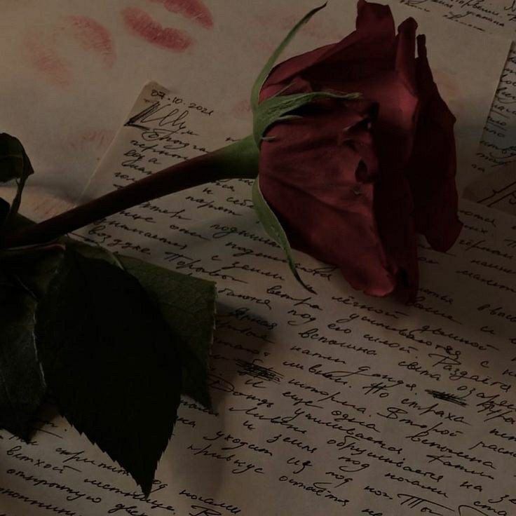 И всё-таки розы прекрасные цветы - они символ любви🥀
#розы [#цветы ](цветы)[#любовь ](любовь)