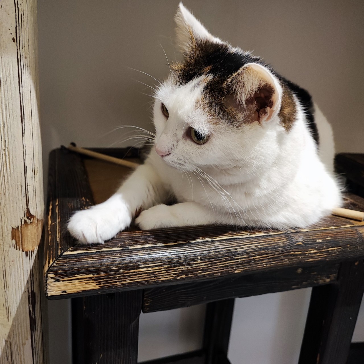 dark_bers13 в LOOKY — Начнем март с кошечек) ) ) [#котики](котики) #март #фотодня
