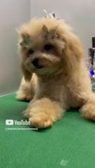 Цветные йорки Мальтипу в LOOKY. . https://t.me/kennelc...