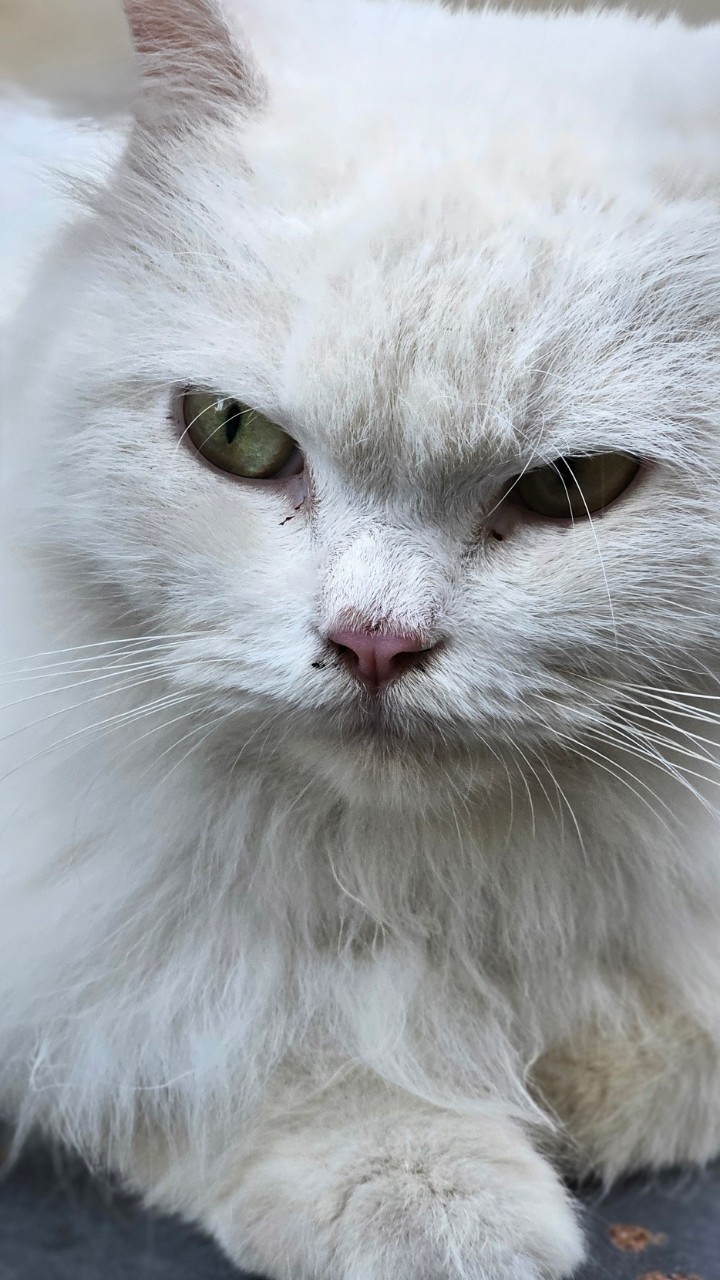 I'm angry 
#cat