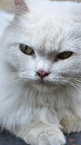 iMahari в LOOKY. #cat. I'm angry 
#cat