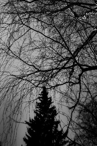 nata_sha 1909 в LOOKY. #чб#лес#чернобелое. #чб#лес#чернобелое