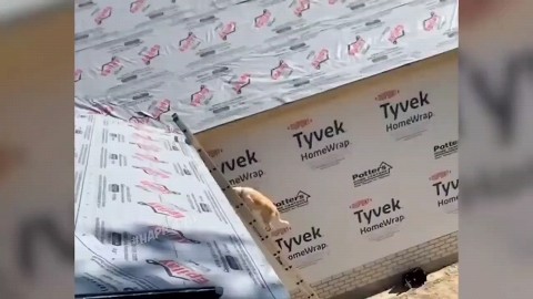kudesnik83 в LOOKY. . Собака на крыше