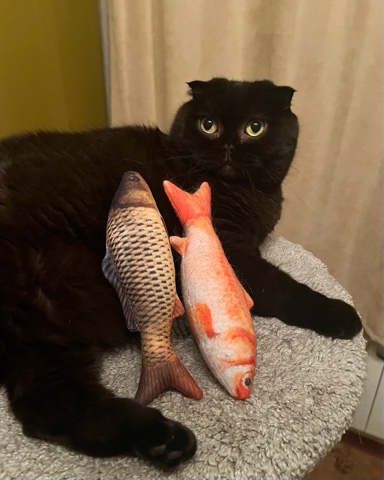 cats_mars_tayson в LOOKY. . 