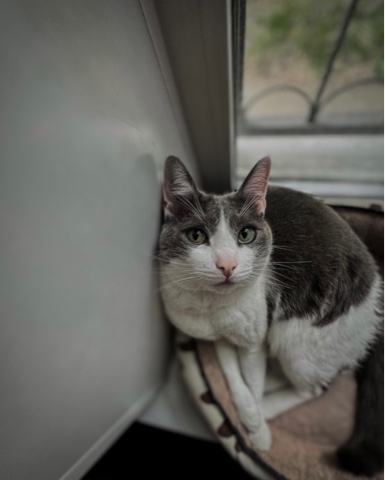 aleksandra_sparrow в LOOKY. #котэ. #котэ [#animals](ani...