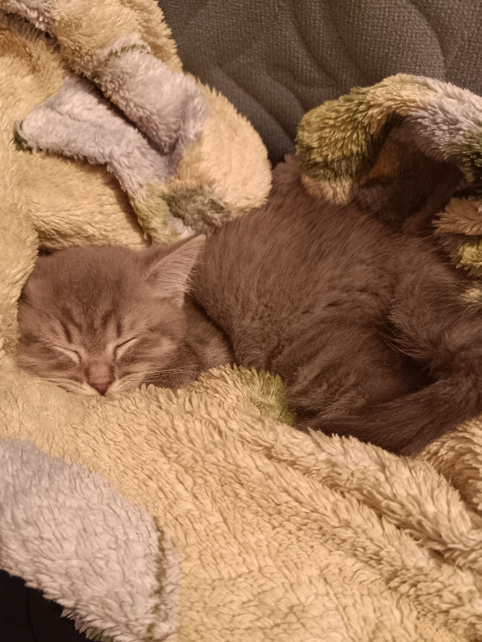 Dasha в LOOKY — Лексус❤️Первый день полтора года назад 😻