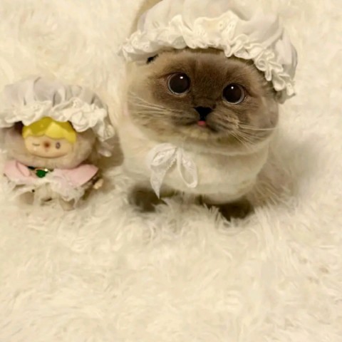 rishahaha в LOOKY. . Ксяомими, милый котё...