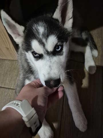 Looky_177117936663835 в LOOKY. #мойкорейскийшашлындос. Просто гаф🩷
#мойкор...