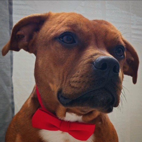 BuchTheStaffy в LOOKY. . 