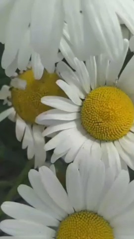 Looky_174103577226293 в LOOKY. . Ромашки, словно солн...