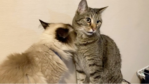 maksen_maksenych в LOOKY. #кошачийблог,#мыизкотограма,#котыванфасивпрофиль,#кот,#жизнькота,#усымоидлинные,#котофото,#котизм,#котэ,#кот,#кошка,#нежности. Наши высокие отношен...
