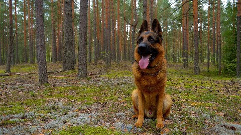 Diamond в LOOKY. . Шикарнейший заяц 🖤
...
