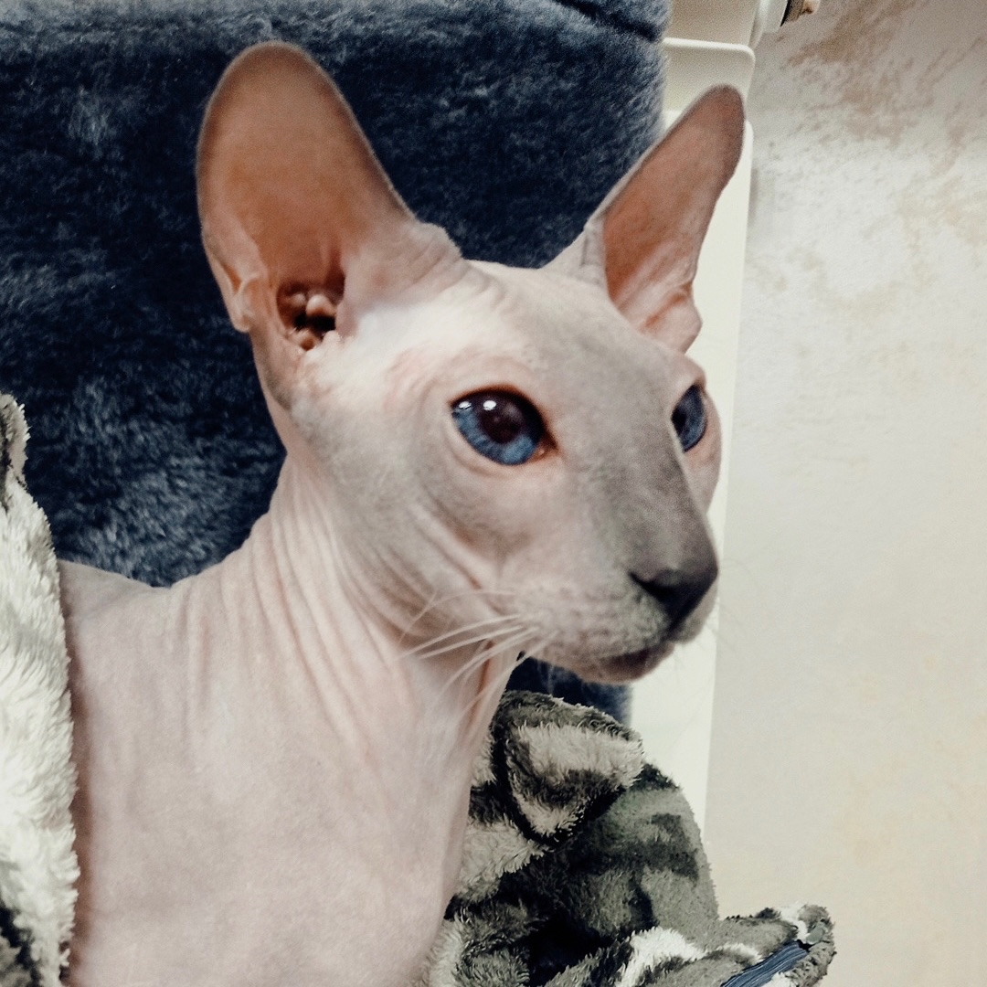 sphynx_lealo в LOOKY — День знаний🍁

Он прошел совсем недавно, но хотелось бы поде