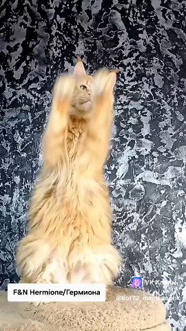 kot72_maine_coon в LOOKY. . 