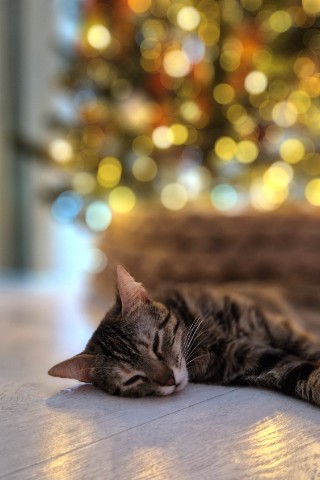 valery_boo в LOOKY. . Типа елка ее не инте...