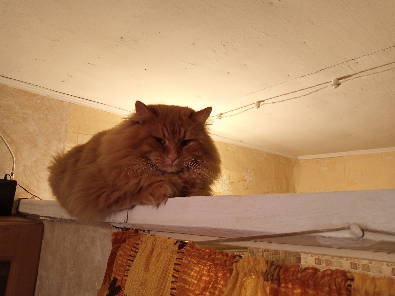 #кот #кошка #питомец #деревня [#барсик ](барсик)