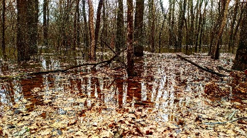 progulkipolecu1 в LOOKY. #леса,,#forests,,#грибы,,#mushrooms,#река,,#вода,,#river,,#water. #леса, #forests, #гр...