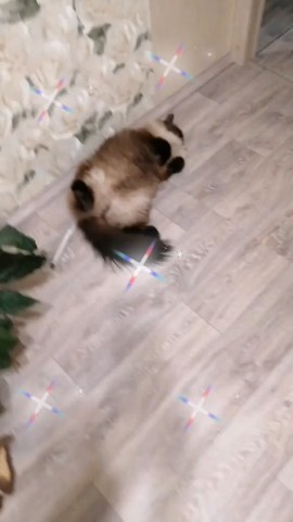 Looky_178352140114547 в LOOKY. . Пушистик❤