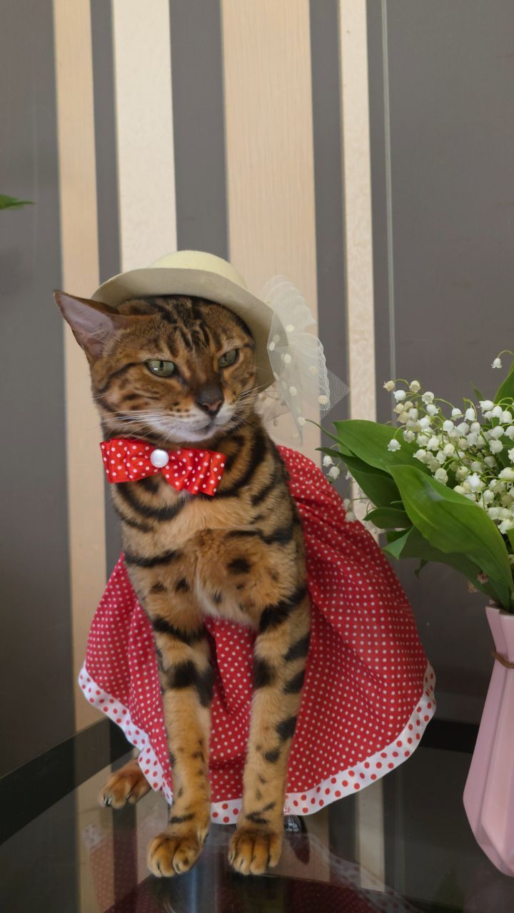afina_zeus в LOOKY. #бенгалы,#кошка,#коты,#кот,#мыизкотограма,#видеомомент,#рилс,#цветы,#одеждадляживотных,#looky,#looky_official,#looky_контент,#looky_кошки. Самый нежный и краси...