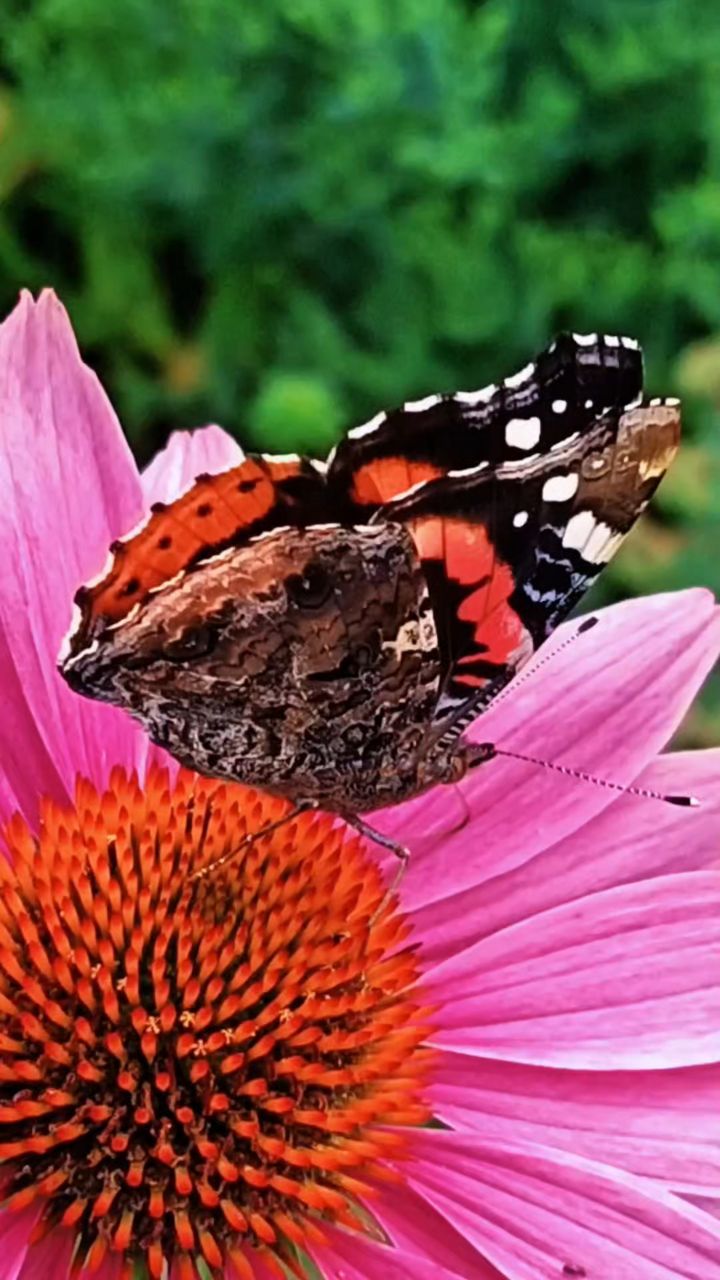 Natalya в LOOKY — В августе 🌸🦋🌺🦋 🌸
#сибирь #лето #красота #цветы #бабочки