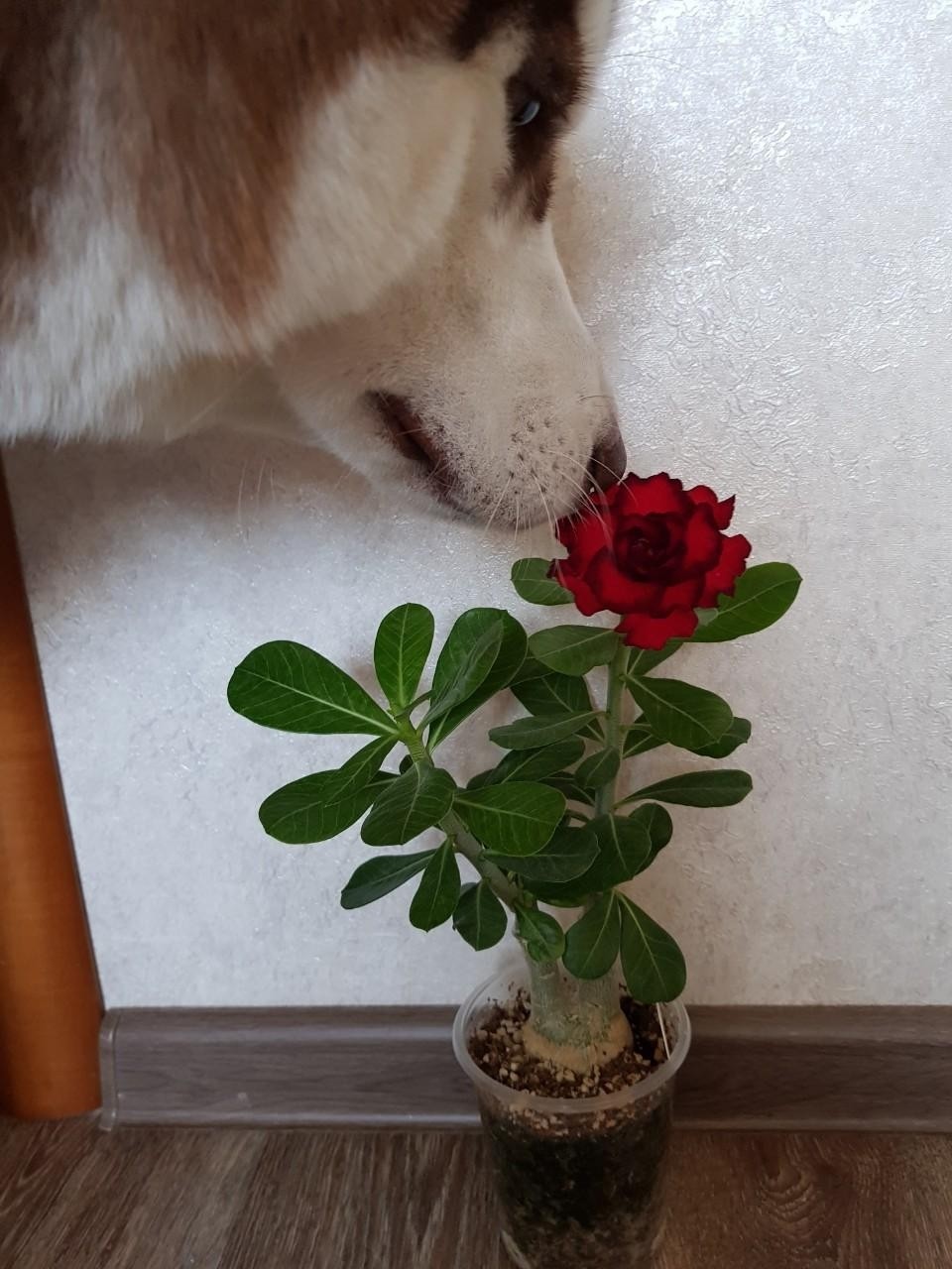 Константин Корзов в LOOKY. #хаски,#стая. Тор🤗 #хаски #стая