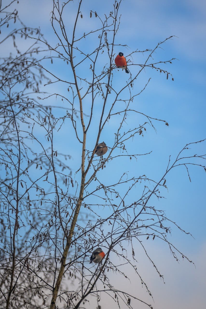poboruev_landscape в LOOKY. #природа,#птицы,#птица,#снегири,#снегирь,#bird,#birdwatching,#деревья,#берёзки,#небо. Вот такие яблочки на...