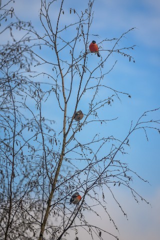 poboruev_landscape в LOOKY. #природа,#птицы,#птица,#снегири,#снегирь,#bird,#birdwatching,#деревья,#берёзки,#небо. Вот такие яблочки на...