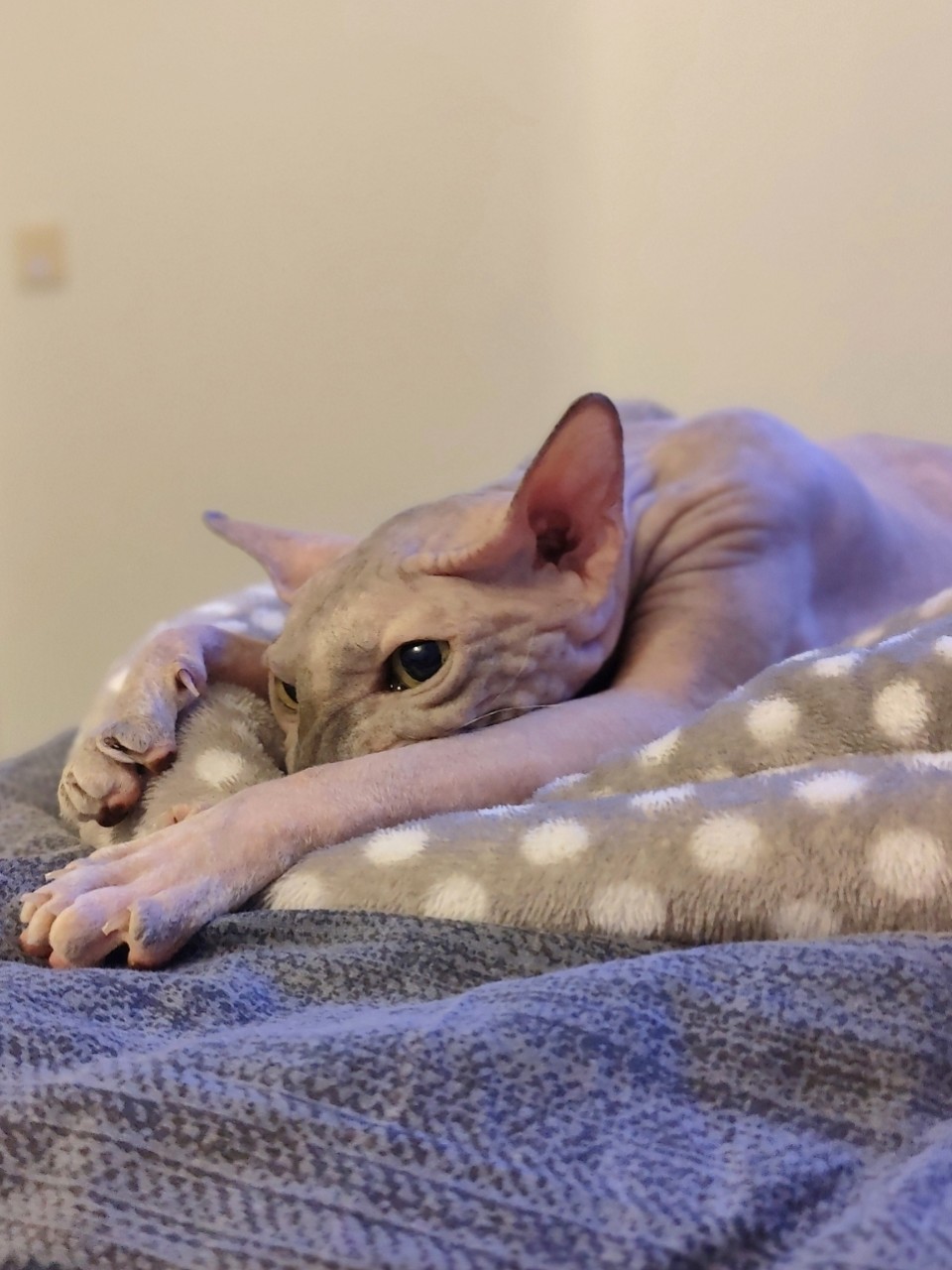 Виктор в LOOKY. #сфинкс,#sphynx,#донскойсфинкс,#кот,#кошка,#котики,#котэ,#лысая,#лысаякошка,#фотокотиков,#котомания,#домашниеживотные,#домашниепитомцы,#evasphynxcat,#мыизкотограмаlooky,#looky_official,#looky,#looky_official,#LOOKY_контент,#looky_you,#you. С пятничкой!😉 (чуть...