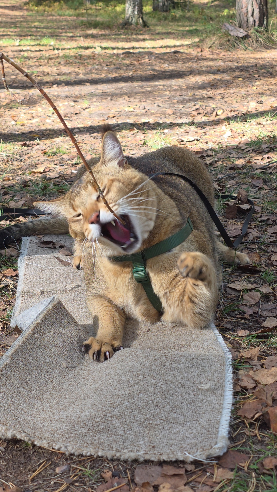 afina_zeus в LOOKY. #кот,#кошки,#коты,#дикиекошки,#редкиекошки,#красивыекошки,#гибридныекошки,#видеомомент,#видосики,#рилсы,#looky,#looky_official,#looky_кошки,#looky_контент,#мыизкотограма. Мой гнев не знает гр...