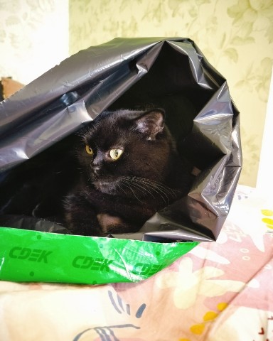 bysa_cats в LOOKY. #саратов,#ядома,#вечер,#новыйгод,#обнимашки,#вмиреживотных,#животные,#хвостик,#хвост,#киса,#киска,#кот,#кошка,#кошки,#котик,#котята,#хвостик,#лапки,#милота,#мимими,#мимимишность,#безкотажизньнета,#кот,#cat,#cats,#kitten,#kittycat,#meow,#NoFilter,#neko,#Repost,#blackcat,#cute,#weeklyfluff,#kitty,#kittens,#catlife,#catlover,#blackstarcat,#scottishfold,#pet,#bysa_cats,#catoftheday,#love,#photography,#Котикинаркотики,#безкотажизньнета,#золотойфонддрузей. СДЭКуйте от моего па...