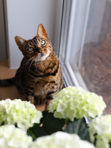 Наталья в LOOKY. #бенгальскаякошка,#бенгалы,#кошка,#моя,#жизнькота. #бенгальскаякошка #б...