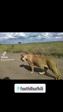 Foothillsofkili Tours в LOOKY. #foothillsofkili,#tanzaniasafari,#serengetinationalpark,#safari,#ngorongorocrater,#Tarangire,#visittanzania. #foothillsofkili #ta...