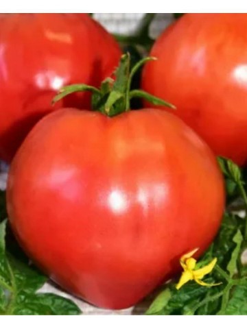 socnyetomaty в LOOKY. . **Томат «Воловье сер...