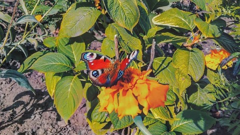 Rrr в LOOKY. . [#butterfly ](butter...