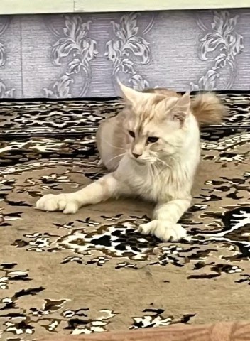 Looky_174538869908368 в LOOKY. . Кот играет с клубом�...