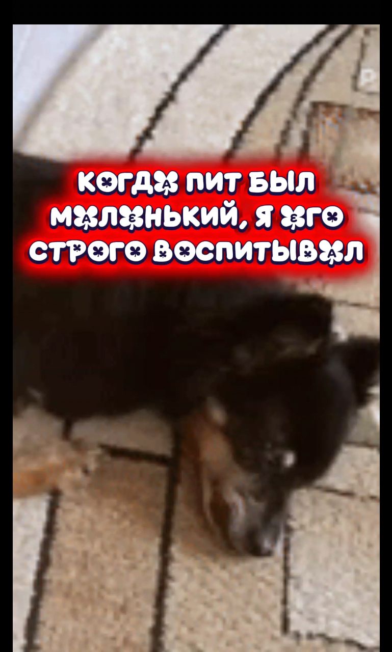 Нейроюмор_looky в LOOKY. . Хозяйский диван