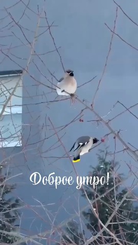 Тимофей