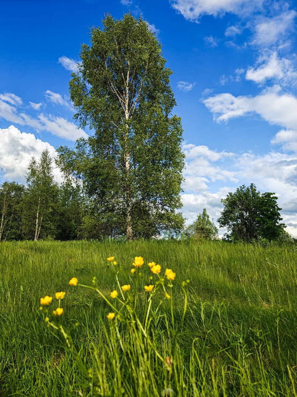 poboruev_landscape in LOOKY. #природа,#лес,#поле,#берёзка,#цветы,#полевыецветы,#зелень,#лето,#июнь,#небо,#облака,#тепло,#синева,#дерево,#фотонателефон,#фотонамобильный,#мобильноефото. Июньские зарисовки. ...