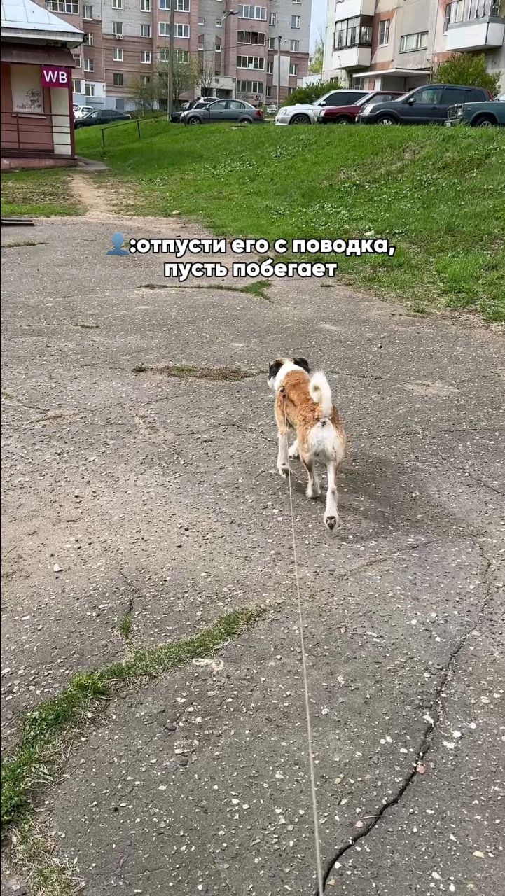 Harly_Miami в LOOKY. #dog,#harly,#питомец,#собака,#люблюсобак. Дал витаминку — и вс...
