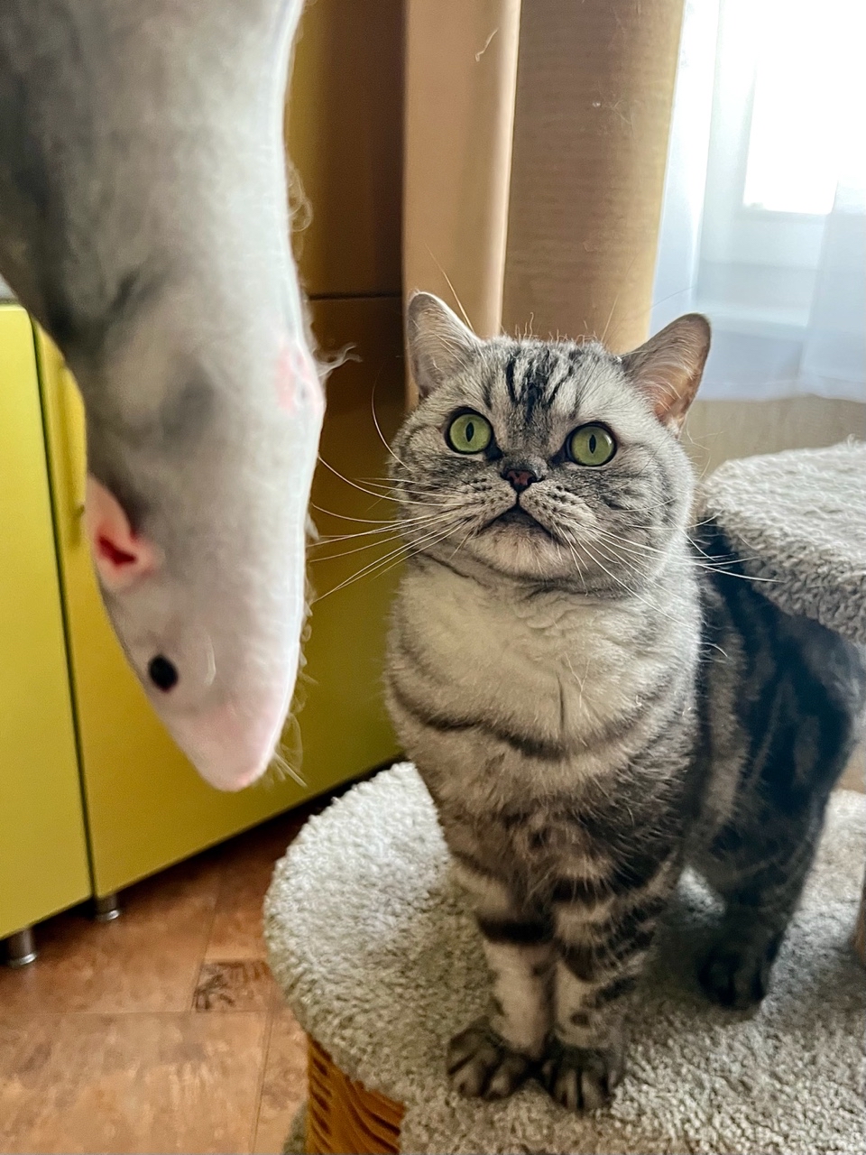 british_mars_cat
