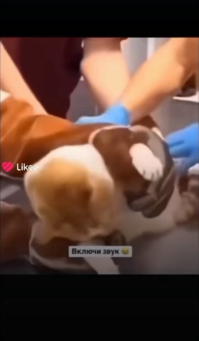 Деннис в LOOKY — 🤣