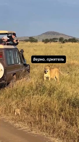 No funny - no money в LOOKY. . Он скоро подрастет))