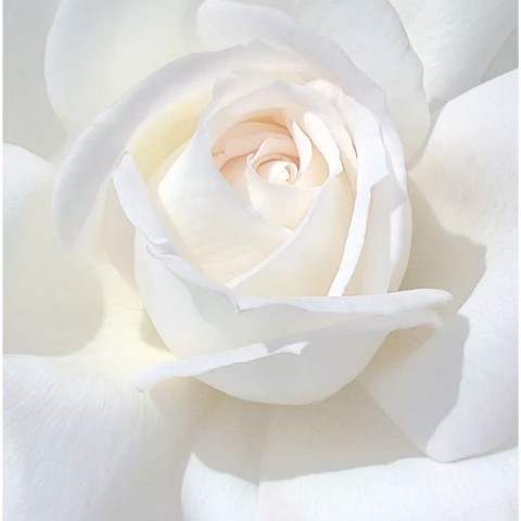 white в LOOKY. . 