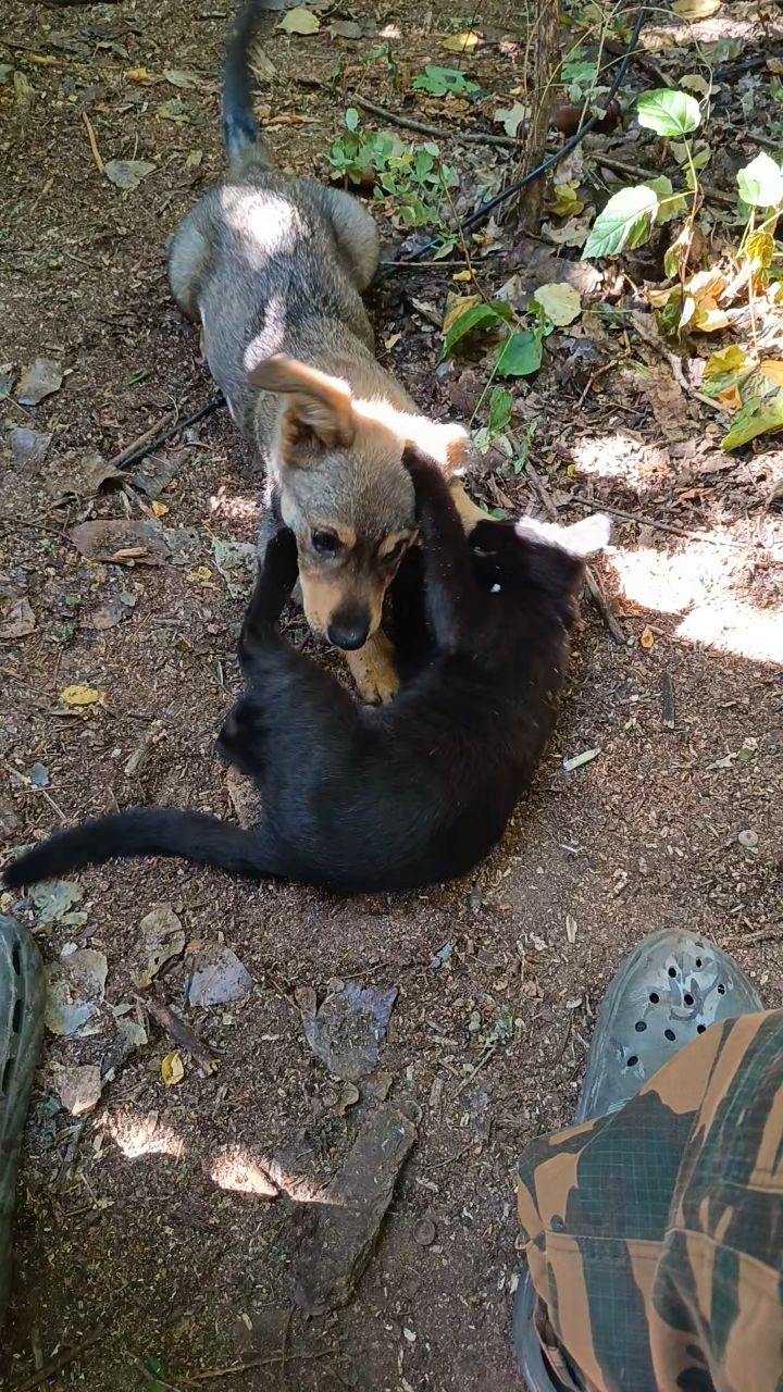 МАТВЕЙЧ в LOOKY — [#животныймир ](животныймир)[#дружба ](дружба)[#котейка ](ко