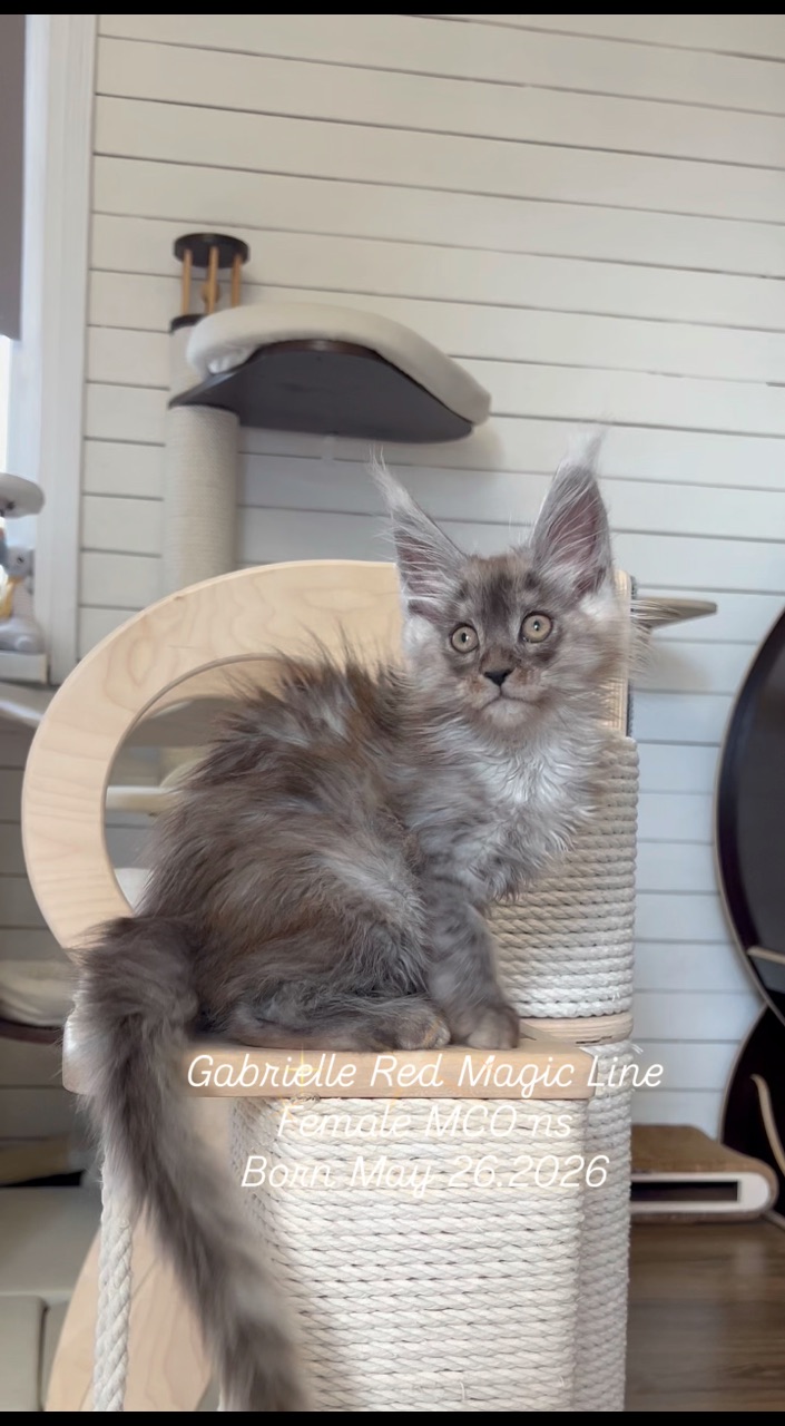 elena.vishneva в LOOKY. #redmagicline,#silvermainecoonkitten,##blacksmokemainecoonkitten,#котенокмейнкунмосква. Дымная Принцесса Gab...