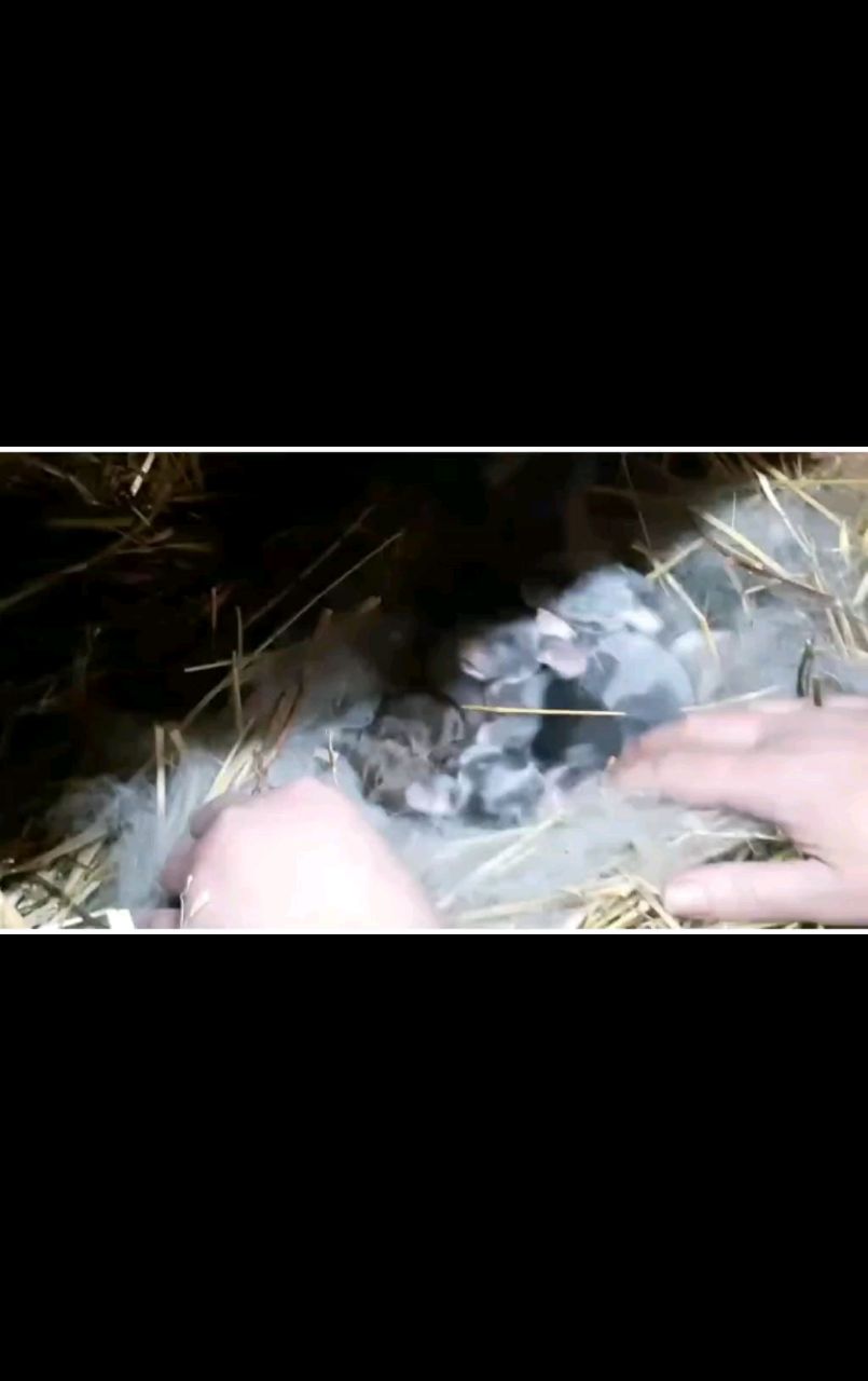 Живущий в России в LOOKY. #animals,#pets,#bunny,#rabbit. Newborn baby bunnies...