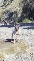 Looky_175848086136299 в LOOKY. #агт,#моясобака,#izi_dog,#aht,#mydog,#никусаецо. Какие прекрасные ден...