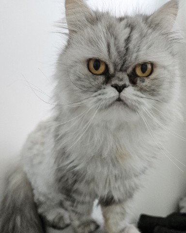 ЕленаАмельченко в LOOKY. #кошки,#котики,#персы,#питомцы,#весна,#1марта. 1 марта -день кошек ...
