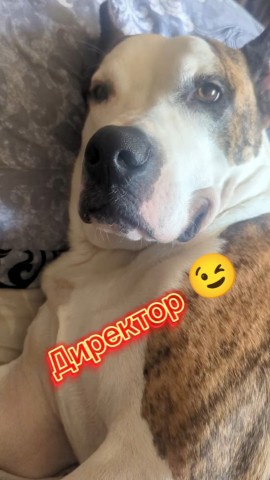 Жизнь Арчи в LOOKY. #Жизнь_с_Арчи,#Арчи,#Амстафф,#зима2025,#СобачьиМысли,#стаффордширскийтерьер. пока на улице мороз,...