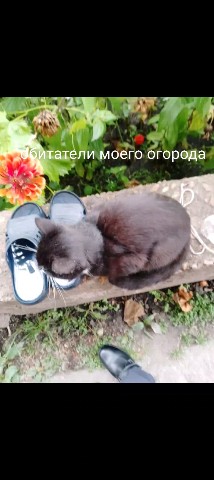 Крякощябрик в LOOKY. . 